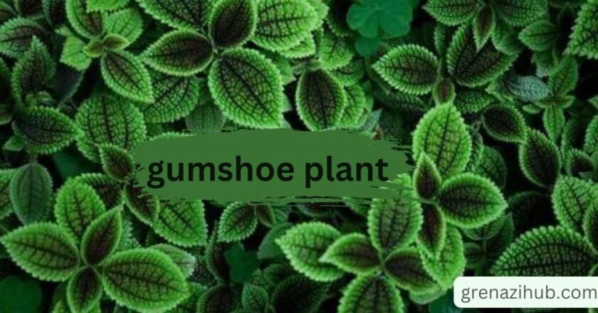 “Gumshoe Plant: Adaptation, Benefits, and Cultivation Guide”