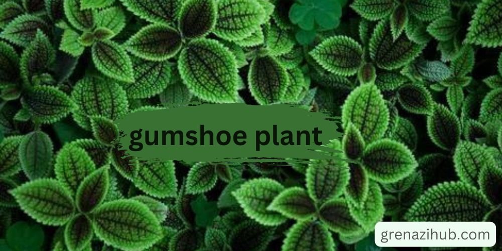 gumshoe plant