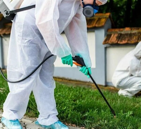 Pest Control A Comprehensive Guide to Keeping Your Space Pest-Free